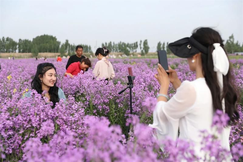 10萬余人次！太極莊首屆紫色油菜花節(jié)收官