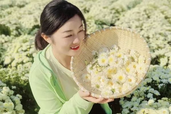 十一暢玩指南：太極莊懷藥小鎮(zhèn)！邂逅秋日花海，樂享田園時光！