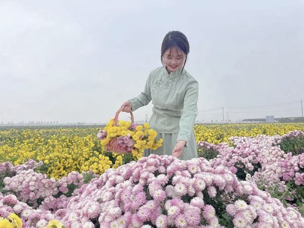 重陽秋色暖，賞菊正當(dāng)時|太極莊邀您共赴懷藥小鎮(zhèn)秋日雅集